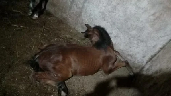 Cavalos apresentaram desorientação e alterações de comportamento
