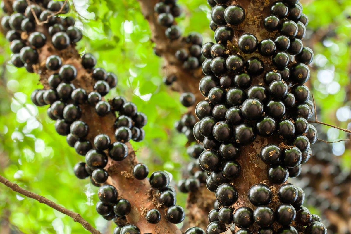 Jabuticabeira por Shutterstock