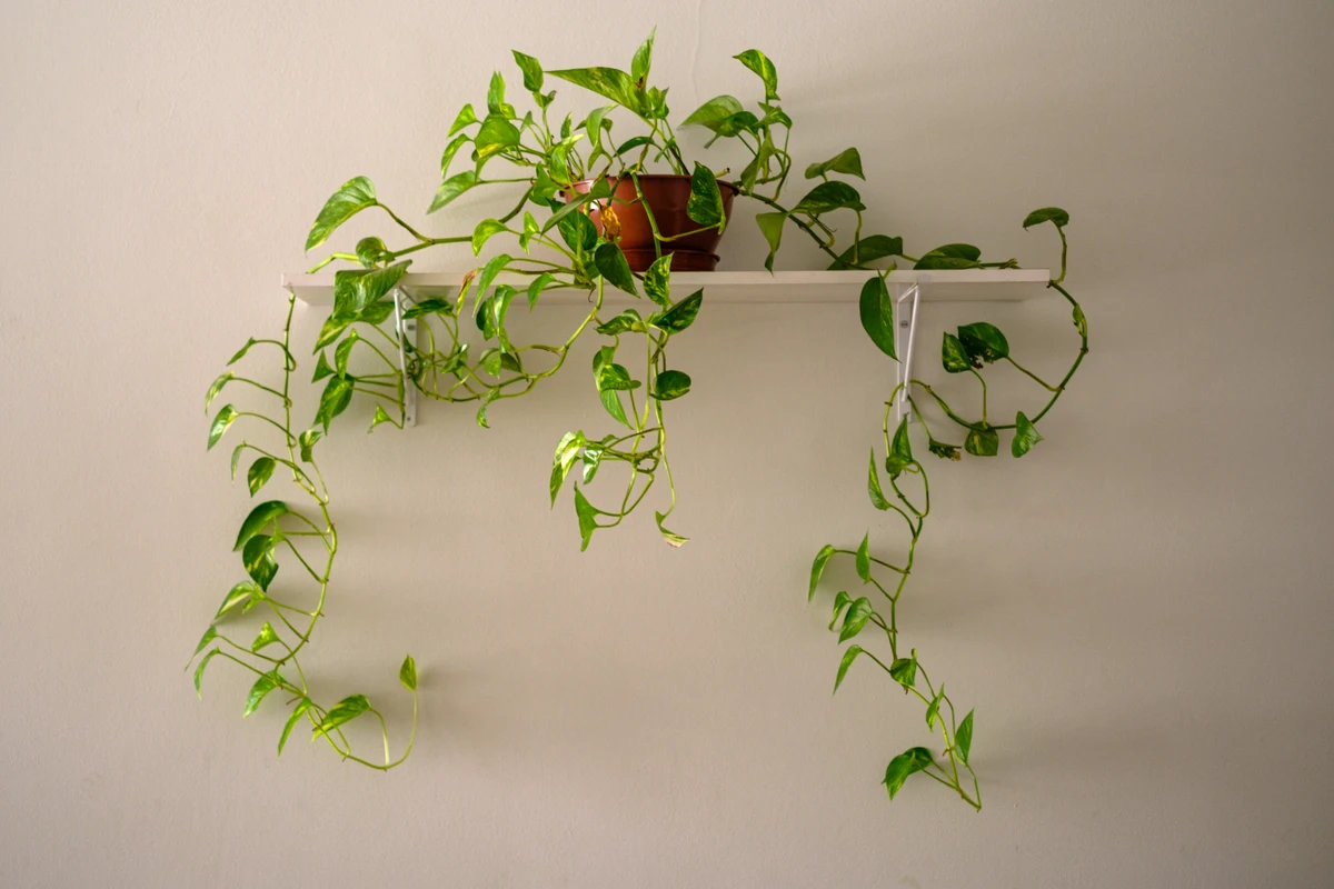Jiboia por Shutterstock