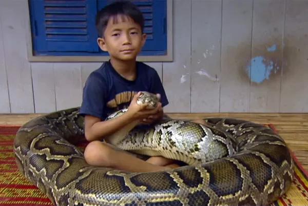 Sambath com a cobra por Reprodução/TV Globo
