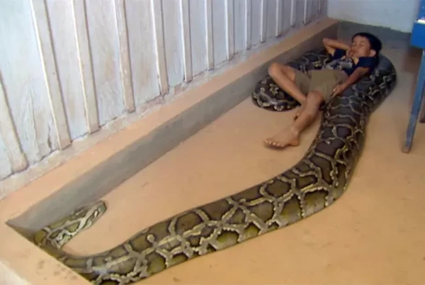 Sambath com a cobra por Reprodução