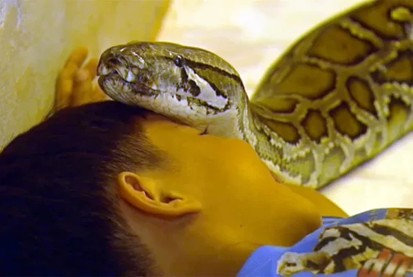Sambath com a cobra por Reprodução