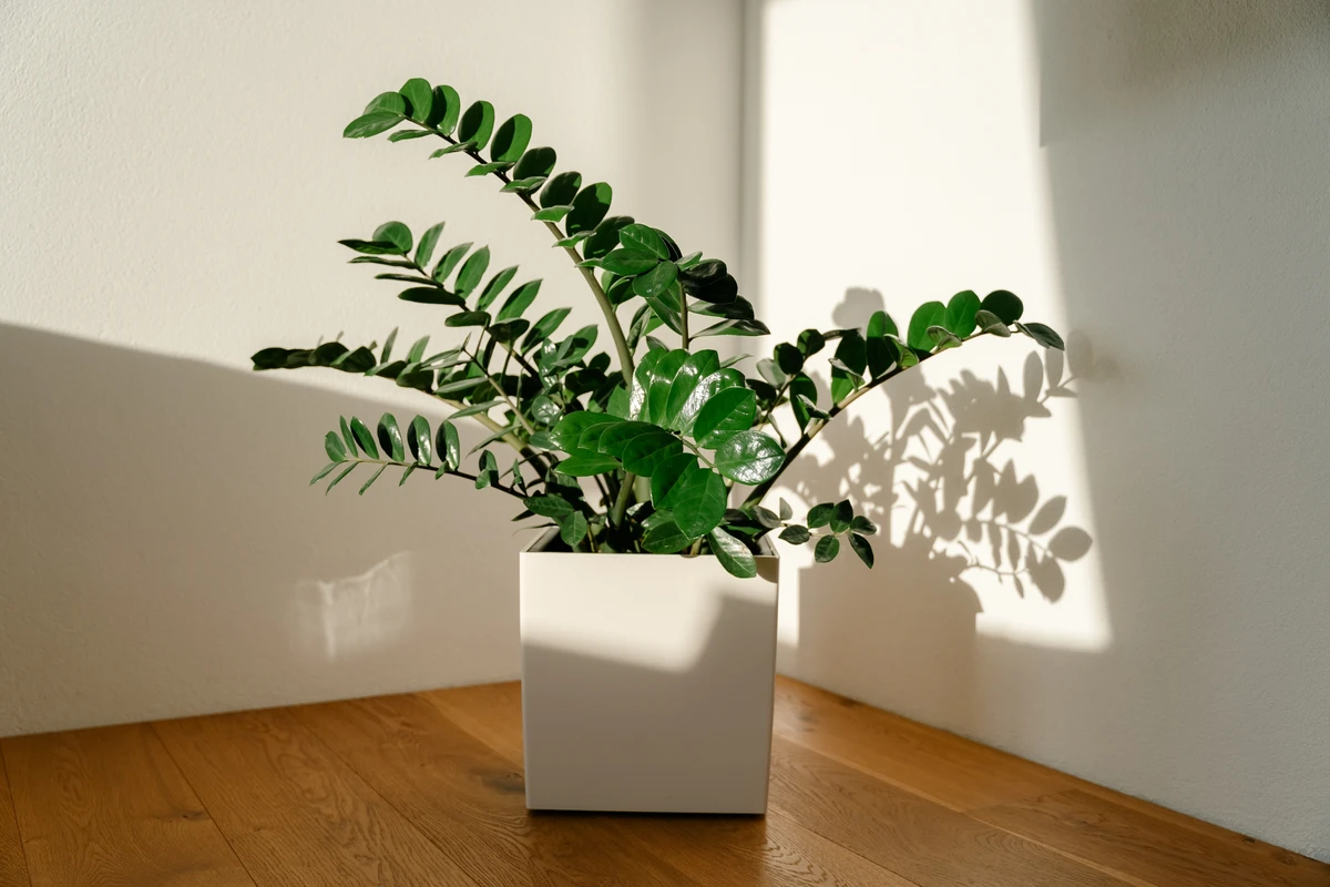 Zamioculca por Shutterstock