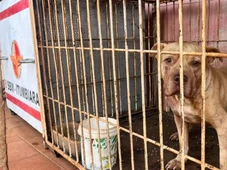 Imagem - Criança de 4 anos morre após ser atacada por pitbull