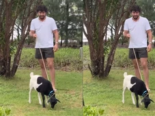 Imagem - Nattan mostra caos em casa com bode que ganhou em show na Bahia