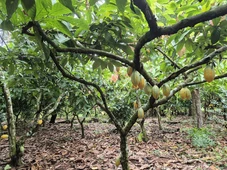 Imagem - MPF apura suspeita de contaminação em mudas de cacau na Bahia