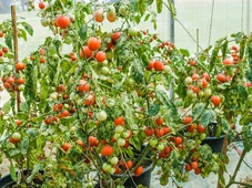 Imagem - 7 plantas para horta caseira: do básico ao gourmet