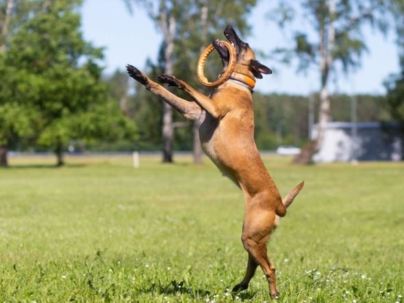 Imagem - 7 raças de cachorro com bastante energia 