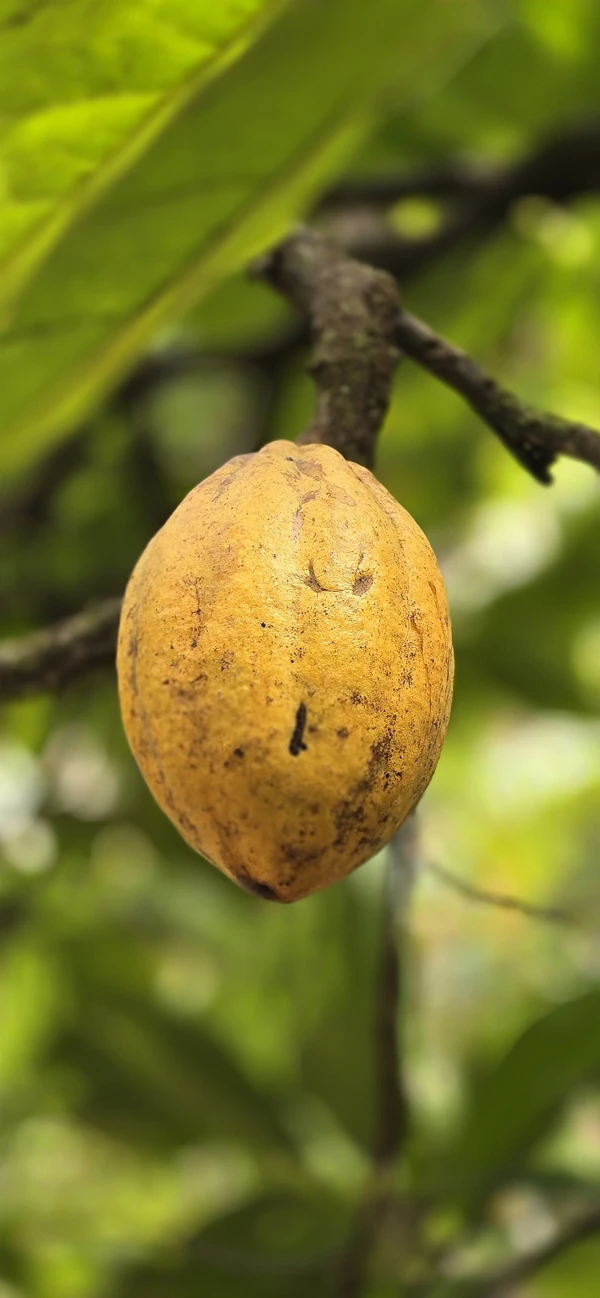 Cacau orgânico no sítio Paraíso Orgânico por Flávio Amoêdo/ Divulgação
