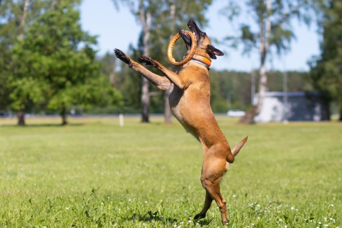 Algumas raças de cachorro se destacam por sua disposição, agilidade e resistência (Imagem: Tanee | Shutterstock) 