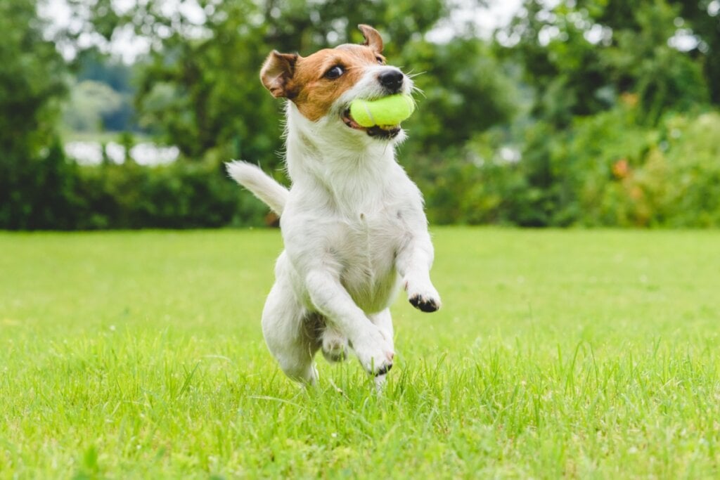 O jack russell terrier surpreende pela energia e coragem (Imagem: alexei_tm | Shutterstock)