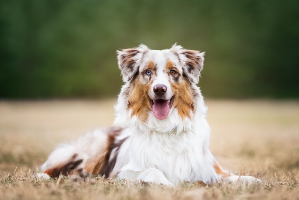 O pastor australiano é conhecido pela inteligência, obediência e enorme disposição (Imagem: kathrineva20 | Shutterstock)