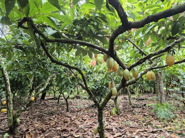 Plantação de cacau no sítio Santa Catarina, em Brasil Novo por Tharsila Prates/ CORREIO