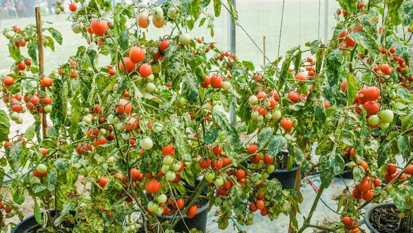 Veja plantas fáceis para se ter na hora caseira