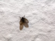 Imagem - Como surgem as mosquinhas de banheiro? Saiba como se livrar delas
