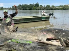 Imagem - Pescador captura bagre gigante de quase 3 metros e bate recorde mundial
