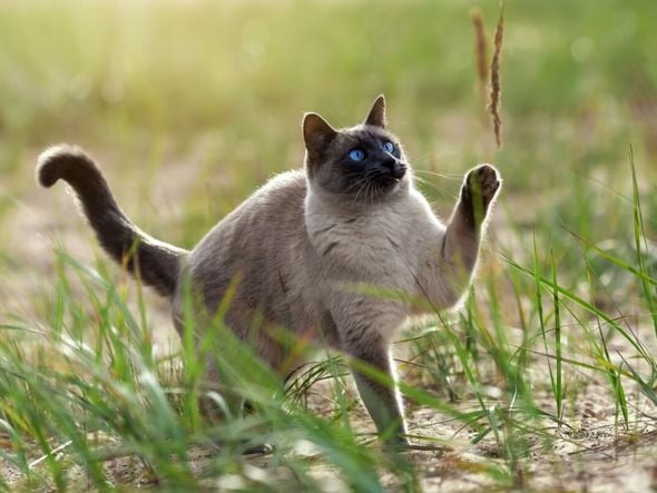 Imagem - 4 características do gato da raça thai