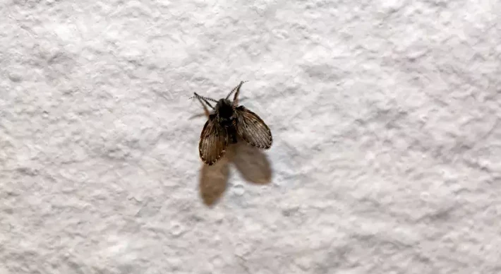 Imagem - Como surgem as mosquinhas de banheiro? Saiba como se livrar delas