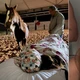 Imagem - Foto de Anitta com cavalos chama atenção nas redes: saiba o que é a prática espiritual