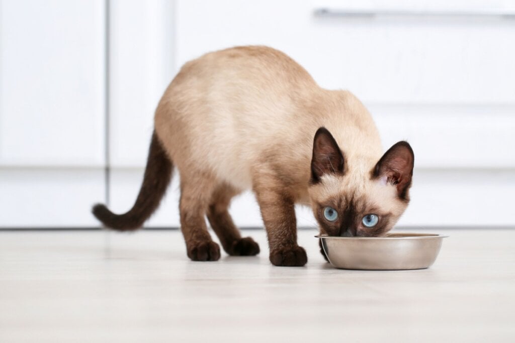 O gato da raça thai demanda uma alimentação balanceada, rica em proteínas de alta qualidade (Imagem: Pixel-Shot | Shutterstock)