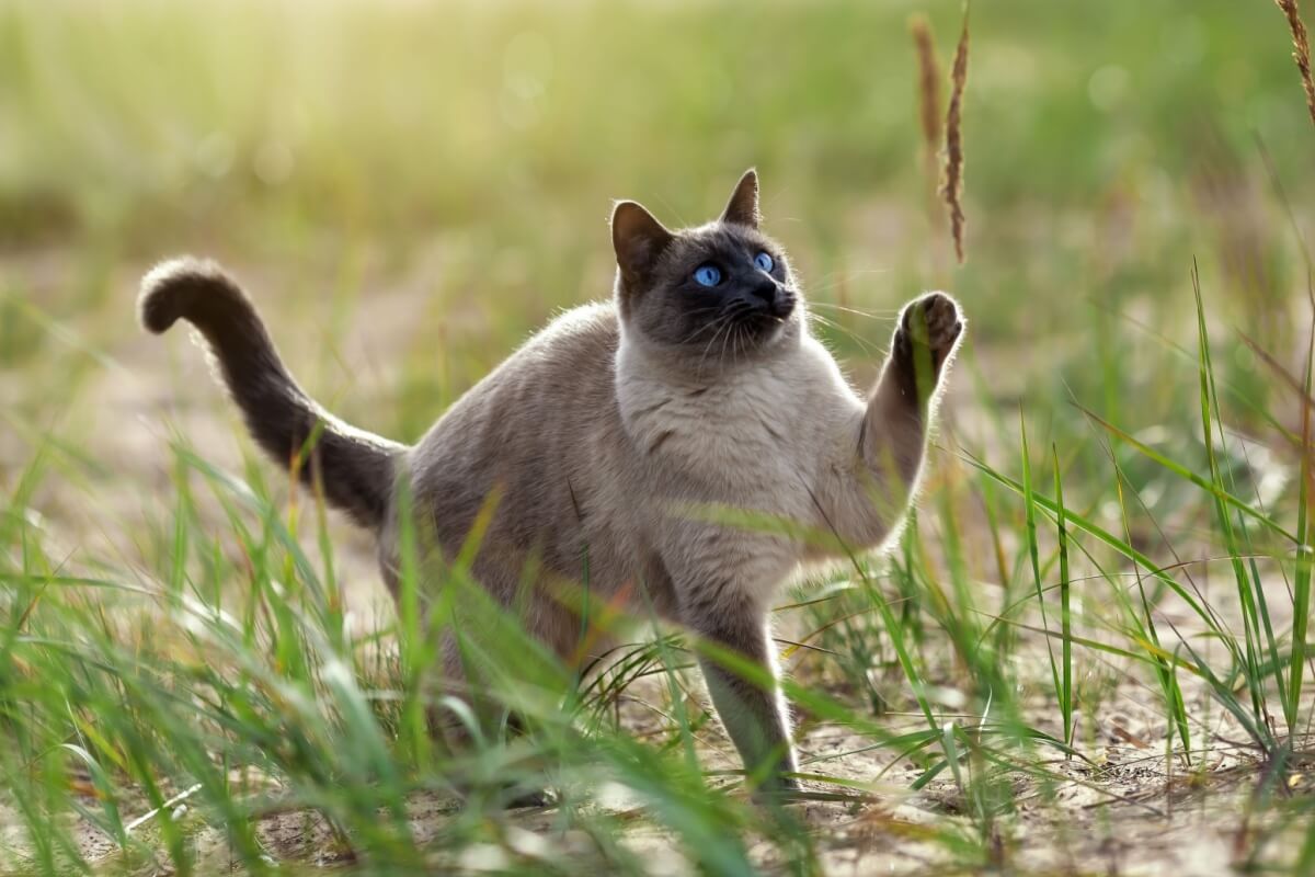 O thai é um gato de temperamento gentil, curioso e extremamente apegado aos seus tutores (Imagem: Irina Nedikova | Shutterstock)