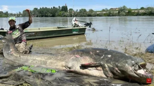 Peixe de quase 3 metros foi fisgado no rio Pó e devolvido ao rio