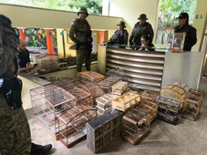 Imagem - Polícia resgata 150 aves e prende sete homens em Feira de Santana