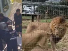 Imagem - Mulher tem braço arrancado por leão em zoológico na Austrália