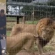 Imagem - Mulher tem braço arrancado por leão em zoológico na Austrália