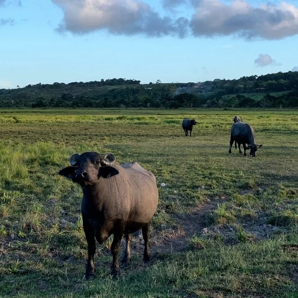 Animais são criados soltos por Fazenda Trevo dos Búfalos, em Arraial d'Ajuda