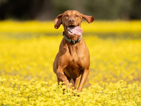Imagem - 7 raças de cachorro ideais para quem pratica corrida