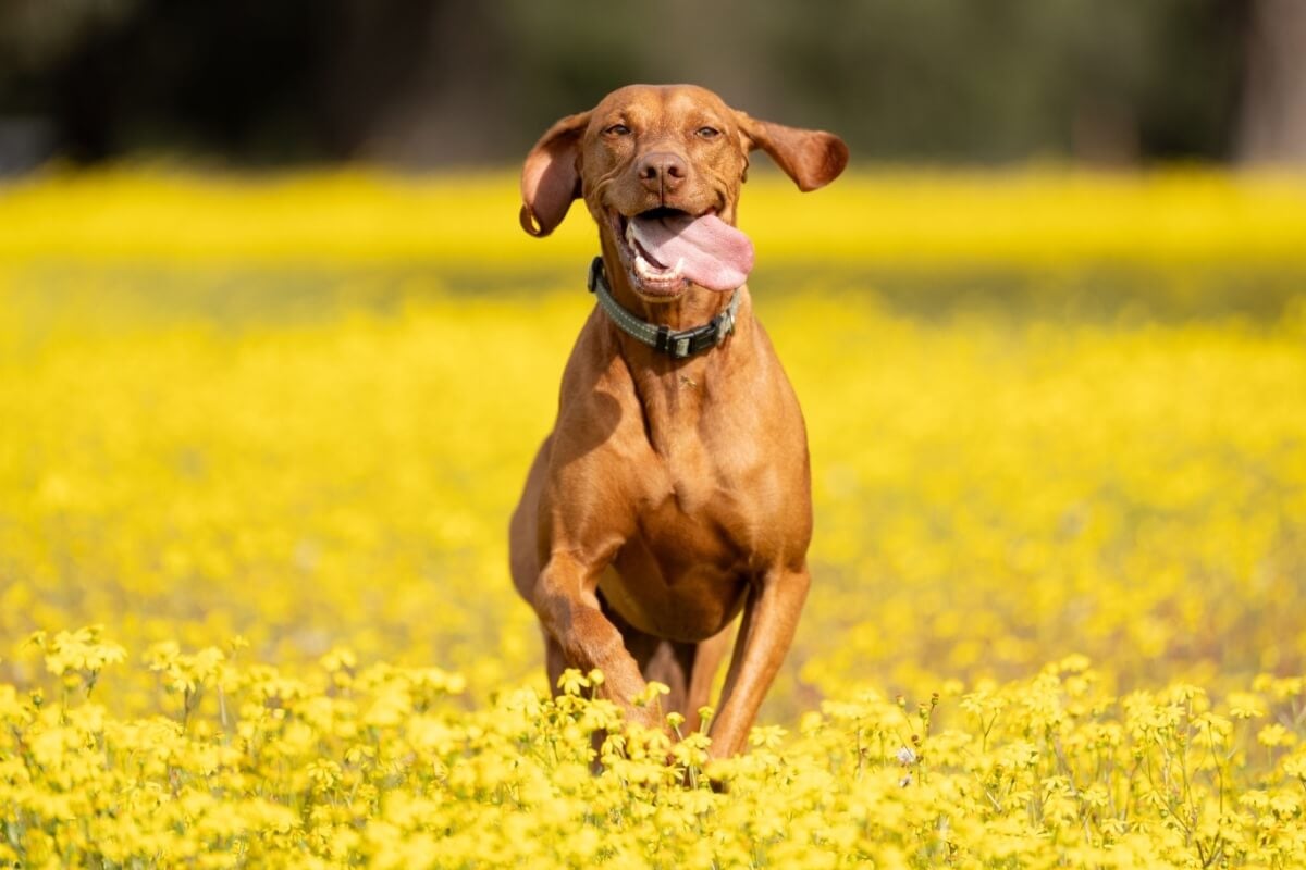 Algumas raças de cachorro são ideais para a prática de exercícios físicos mais intensos (Imagem: Ev Opiela | Shutterstock)