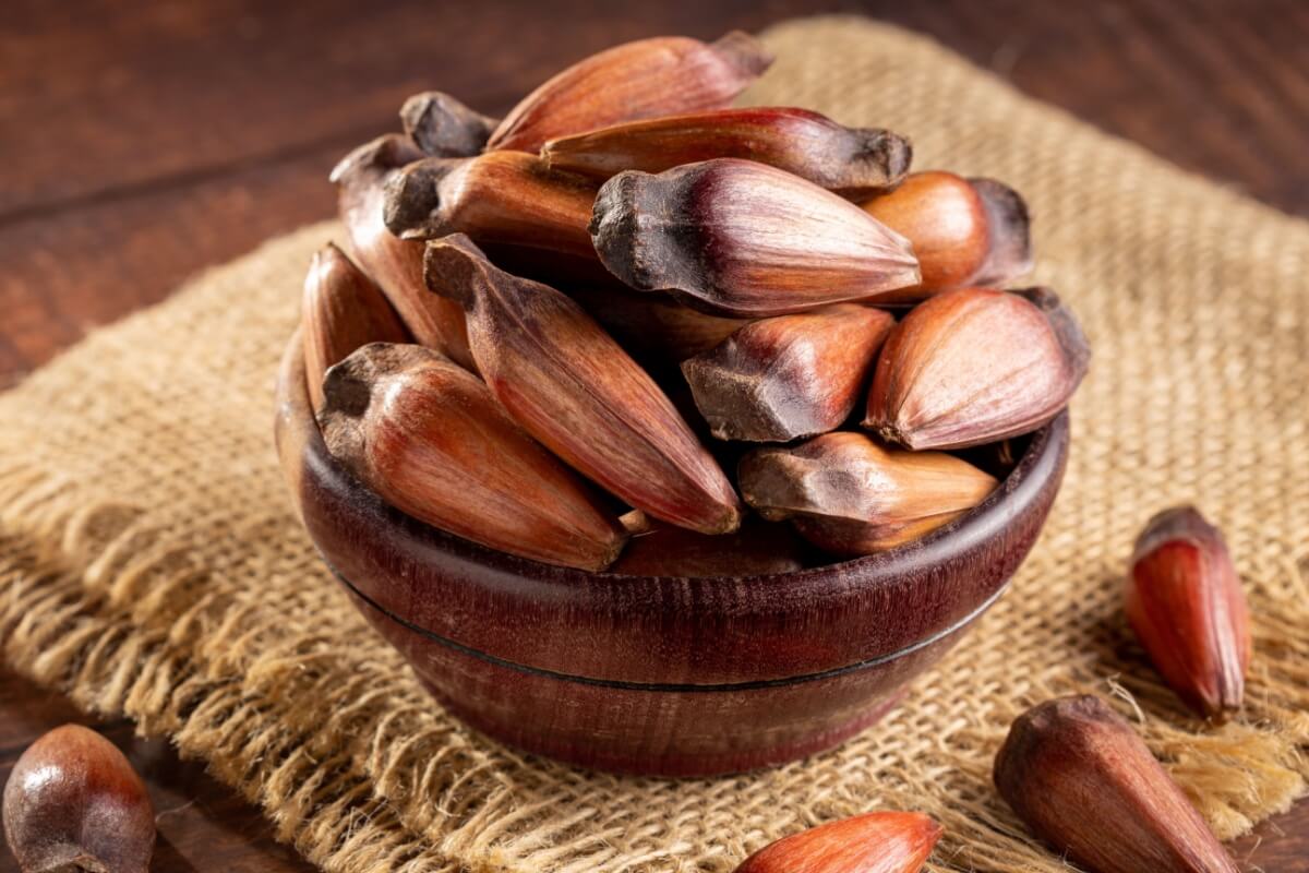 O pinhão é um alimento versátil e oferece inúmeros benefícios para a saúde (Imagem: 
WS-Studio | Shutterstock) 