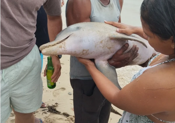 Golfinho foi encontrado morto