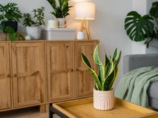 Imagem - 5 plantas para atrair dinheiro e boas energias para sua casa ou escritório