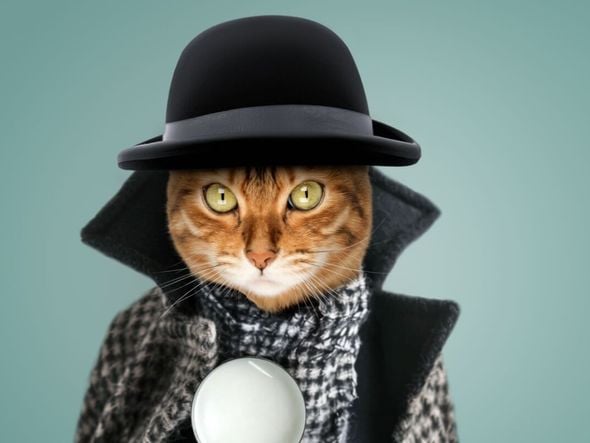 Imagem - 12 nomes de personagens de livros para gatos