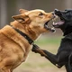 Imagem - Aprenda técnica simples para conter cão que está atacando de forma violenta sem se machucar