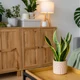 Imagem - 5 plantas para atrair dinheiro e boas energias para sua casa ou escritório