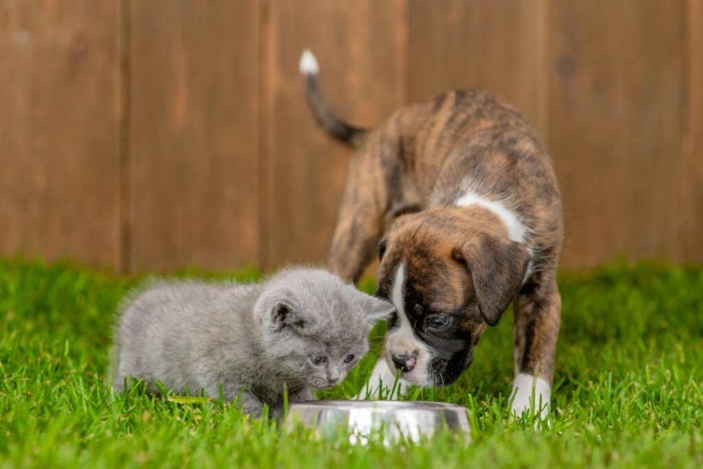 A giardíase é uma infecção que pode causar perda de apetite nos filhotes de cachorro e gato (Imagem: Ermolaev Alexander | Shutterstock)