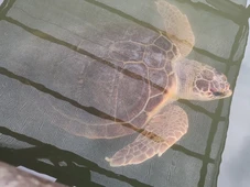 Imagem - O estranho caso de Aurora, a tartaruga que está com medo do mar