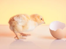 Imagem - Quem veio primeiro, o ovo ou a galinha? A resposta da ciência vai te surpreender