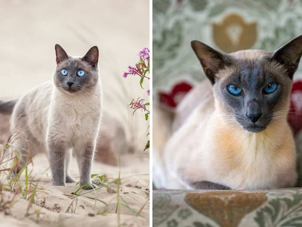 Imagem - 7 diferenças entre os gatos das raças thai e siamês 