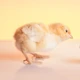 Imagem - Quem veio primeiro, o ovo ou a galinha? A resposta da ciência vai te surpreender