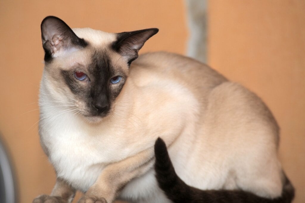 O gato siâmes tem um miado forte, grave e frequente (Imagem: Anna Krivitskaya | Shutterstock)