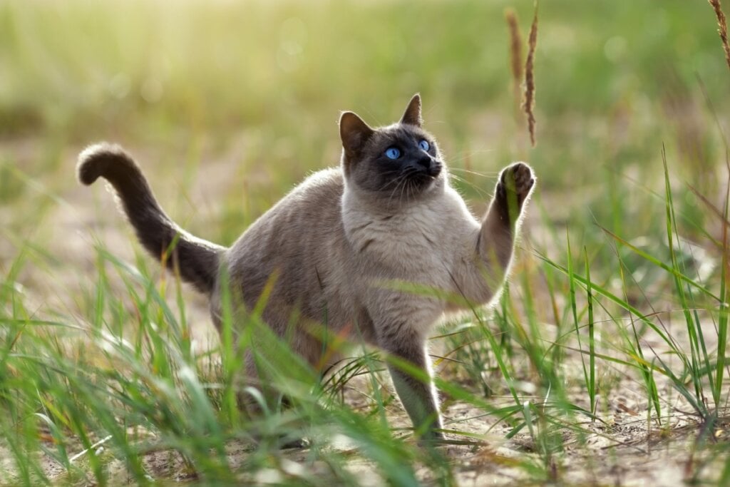 O gato thai tem uma pelagem densa e macia (Imagem: Irina Nedikova | Shutterstock)