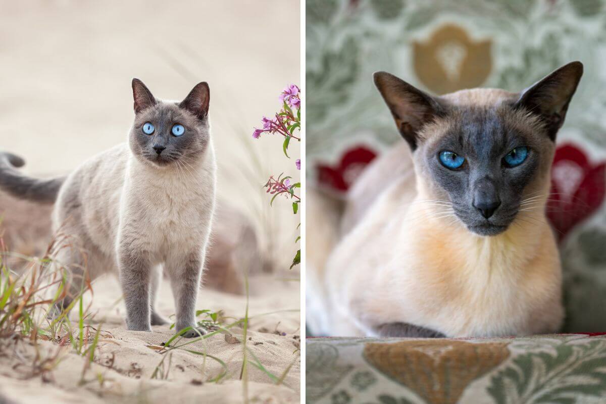 Os gatos thai e siâmes têm diferenças tanto na aparência quanto no comportamento (Imagem: Cynthia A Jackson e Irina Nedikova | Shutterstock)