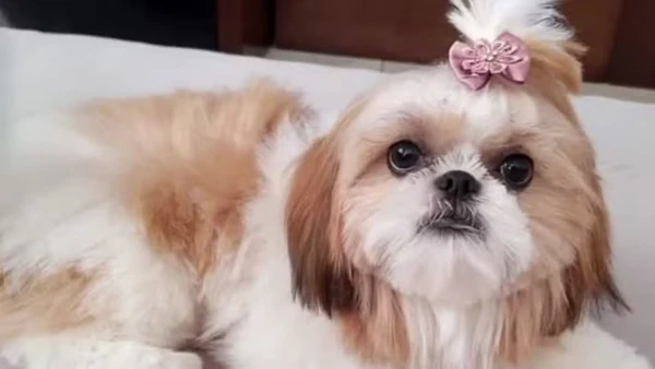 Corpo de cachorra é exumado