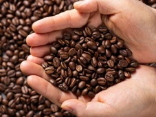 Imagem - Café especial feito com grão verde? Cientistas brasileiros mostram que dá certo