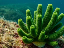 Imagem - Criatura 'enorme' é encontrada no mar e cientistas ficam chocadas com a nova espécie