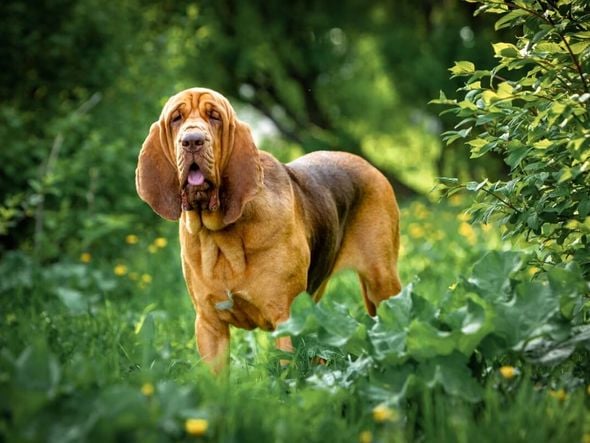 Imagem - 4 características do cachorro da raça bloodhound
